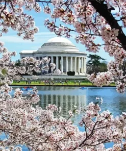 Jefferson Cherry Blossoms Diamond Painting